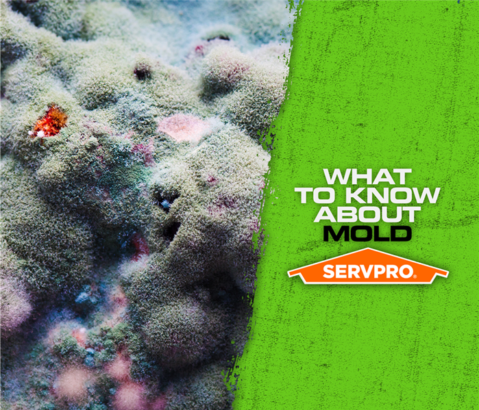 what to know about mold servpro poster