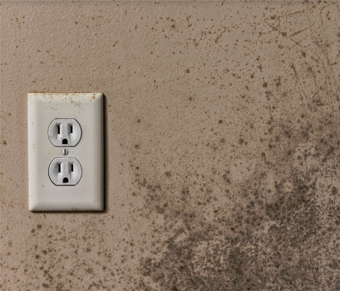 mold growing on the wall around an outlet